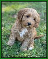 Misha Boots 5.5-6.5 week old pups 231