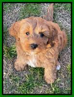 Misha Boots 7 week old pups 261