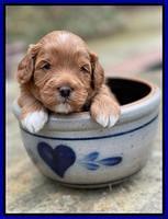 Misha Boots 3 week old pups 231