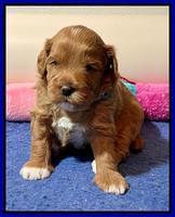 Misha Boots 3 week old pups 251