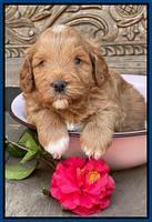 Misha Boots 4 week old pups 241