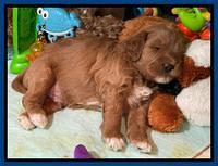 Misha Boots 4 week old pups 251