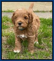 Misha Boots 4.5 week old pups 11