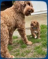 Misha Boots 4.5 week old pups 31