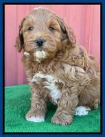 Misha Boots 5 week old pups 111