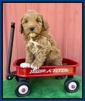 Misha Boots 5 week old pups 121