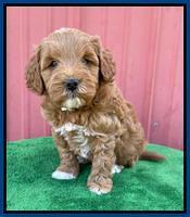 Misha Boots 5 week old pups 131