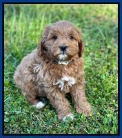 Misha Boots 5.5-6.5 week old pups 131