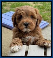 Misha Boots 7 week old pups 281