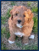 Misha Boots 7 week old pups 291