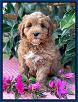 Misha Boots 7 week old pups 321