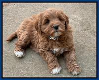 Misha Boots 7 week old pups 331