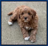 Misha Boots 7 week old pups 341