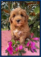 Misha Boots 7 week old pups 351