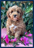 Misha Boots 7 week old pups 361