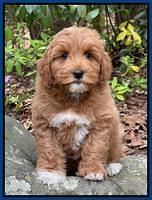 Misha Boots 8 week old pups 151