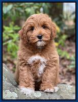 Misha Boots 8 week old pups 161