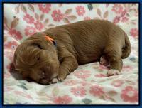 Misha Boots One week old pups 121