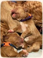 Misha Boots One week old pups 201