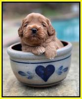 Misha Boots 3 week old pups 311