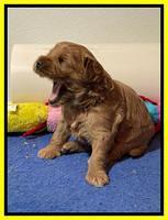 Misha Boots 3 week old pups 321