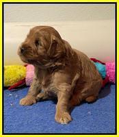 Misha Boots 3 week old pups 331