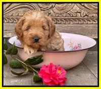 Misha Boots 4 week old pups 261