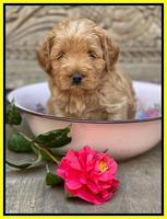 Misha Boots 4 week old pups 301