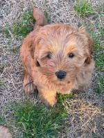 Misha Boots 7 week old pups 421