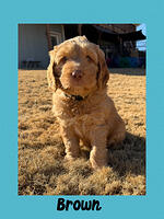 Individual puppy
