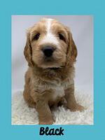 Black boy 5 week old weight 7 lbs 2 oz