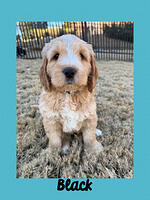 Black boy 5 week old weight 7 lbs 2 oz