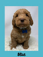 Blue boy 5 week old 6 lbs 4 oz