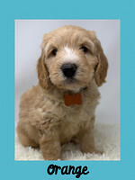 Orange boy 5 week weight 6 lbs 2 oz