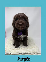 Purple boy 5 week weight 6 lb 7 oz