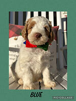 Whipple family: Tonka.8 weeks old weight 10 lbs 8 oz