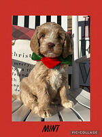 Mitchel family: 8 weeks old weight: 8 lbs 5 oz