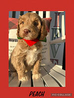 Jones family: 8 weeks old weight: 9 lbs 0 oz