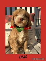 Breeder Flurry: 8 weeks old weight: 10 lbs 5 oz