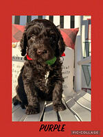 Conner family: SADIE 8 weeks old weight 9 lbs 7 oz