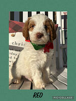 Jones/Moore family: Charlie 8 weeks old weight: 10 lbs 2 oz