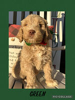 Pendergrast family: Wally  8 week old weight: 10 lbs 9 oz