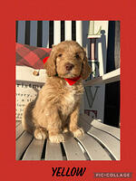 Power family:  8 weeks old weight: 11 lbs 9 oz