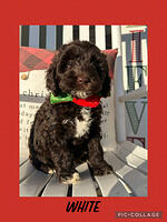 Crabb family: PIPER 8 weeks old weight: 8 lbs 2 oz