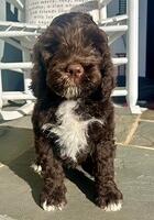 Hubbell family: ARCHIE 8 weeks old weight: 11 lbs 4 oz