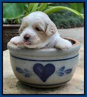 Oreo Rebel pups 3 wks old 71