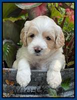 Oreo Rebel pups 4 wks old 121