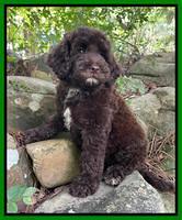 Oreo Rebel pups 8 wks old 21