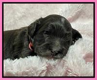 Oreo Rebel pups 2 wks old 21
