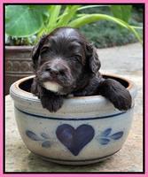 Oreo Rebel pups 3 wks old 41